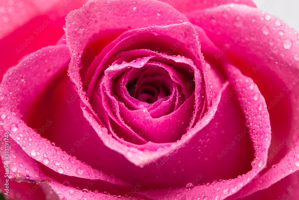 Water wet Pink rose flower isolated on white Water wet Pink rose flower isolated on white