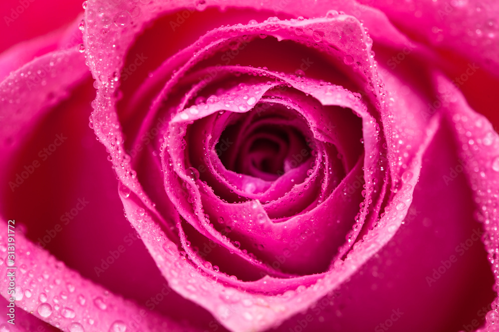 Water wet Pink rose flower isolated on white Water wet Pink rose flower isolated on white