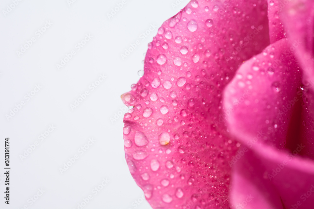 Water wet Pink rose flower isolated on white 