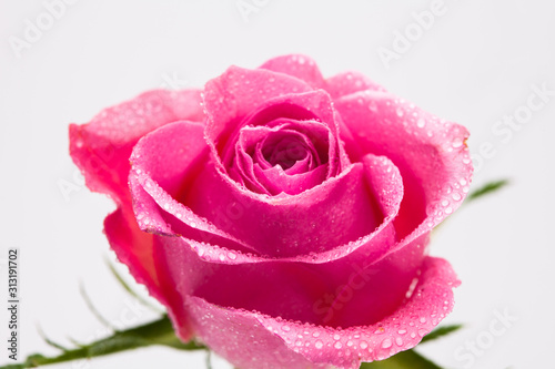 Water wet Pink rose flower isolated on white 