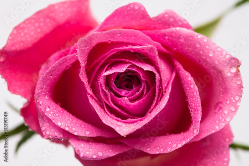 Water wet Pink rose flower isolated on white 