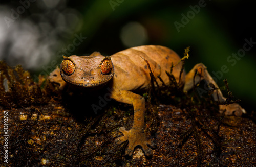 Leaf Tailed Gecko in Montagne d'Ambre of Madagascar photo