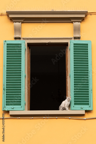 Cat in a traditional Tuscany window, Italy