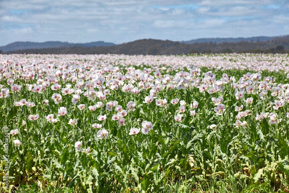 Fields of White Poppies growing in Eastern Tasmania, Australia Fields of White Poppies growing in Eastern Tasmania, Australia