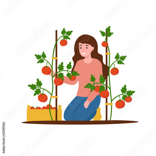 Agronomist girl picks tomatoes. Flat vector modern illustration isolated white background.