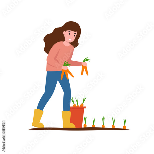 Agronomist girl picks carrots. Flat vector modern illustration isolated white background.