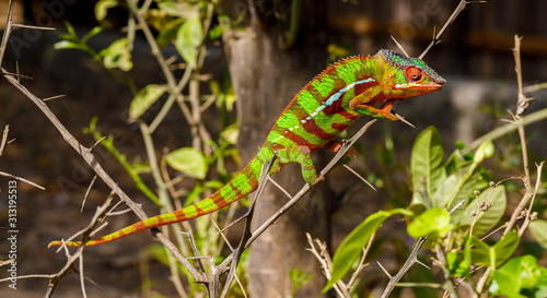 Wild Panther Chameleon in Montagne d'Ambre in Madagascar