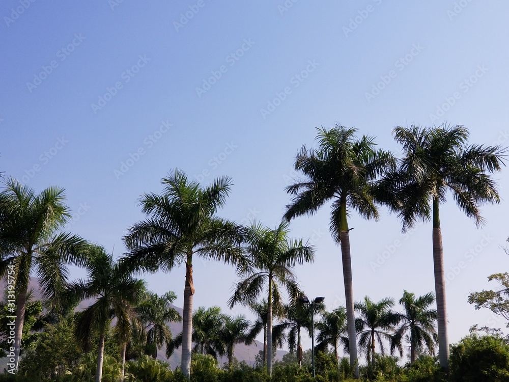 Palm trees against a clear blue sky in Hong Kong -01