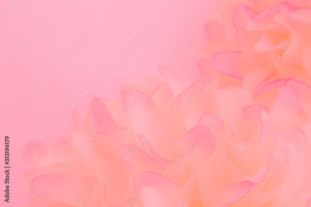 Beautiful abstract color white and pink flowers on white background and white flower frame and orange leaves background texture, flowers banner, pink background