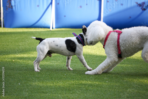 Happy puppies in a private playground © rokacaptain