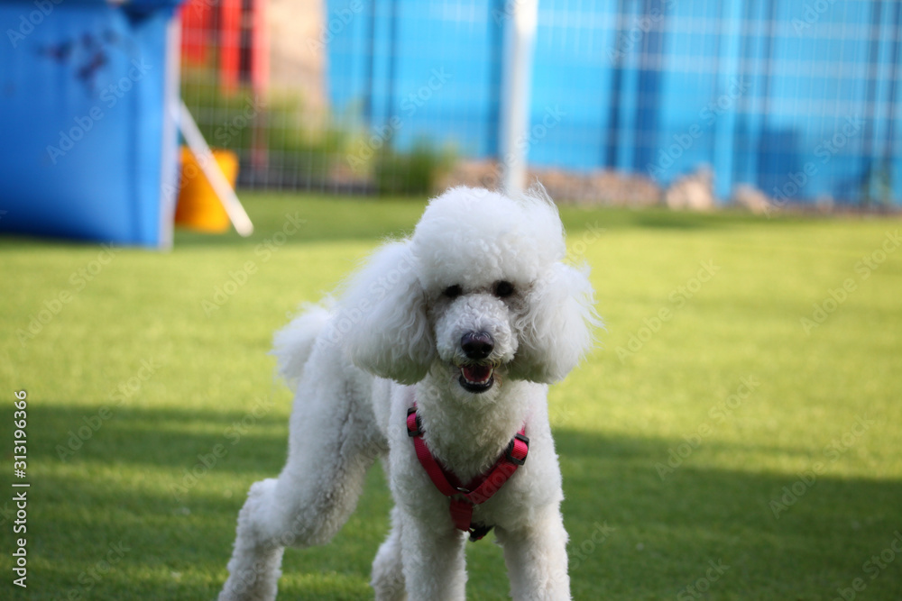 Happy puppies in a private playground Happy puppies in a private playground