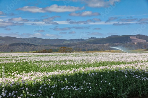 Fototapeta Naklejka Na Ścianę i Meble -  Fields of White Poppies growing in Eastern Tasmania, Australia