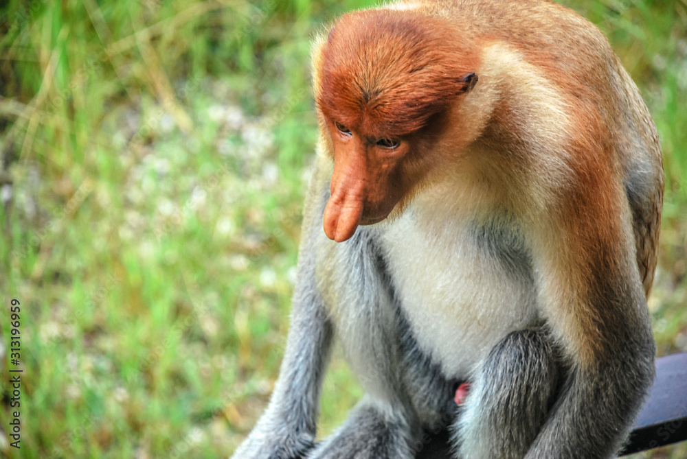 Naklejka premium Proboscus Monkey in Labuk Bay Proboscis Monkey Sanctuary