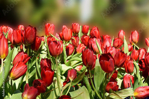 Tulips flowers in garden close up