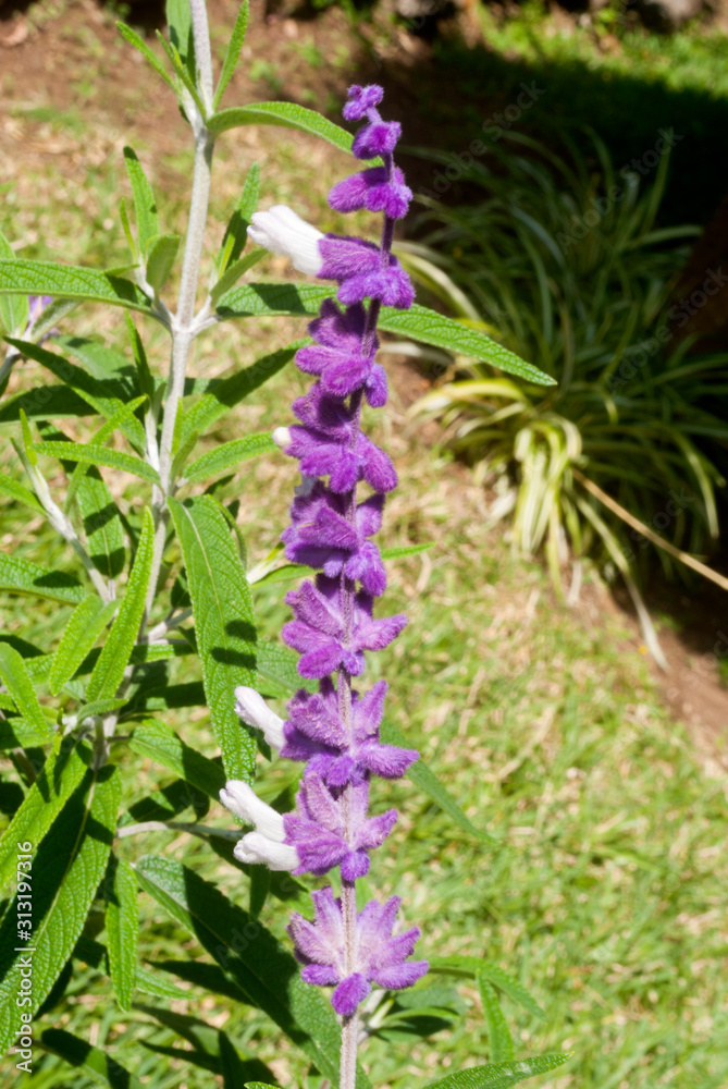 Fototapeta premium Salvia leucantha, a plant native to medicinal and abortive Mexico, its woolly flowers special feature, in Guatemala it has ornamental uses.