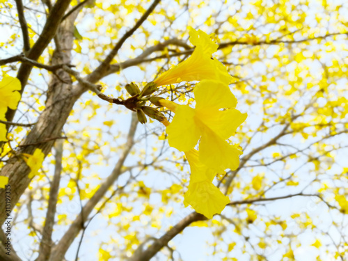 Close up beautiful yellow flowers on light blue sky.