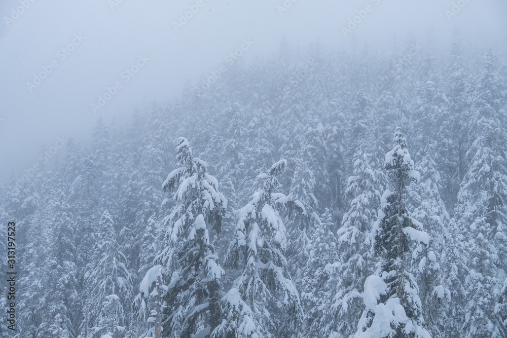 dense pine tree covered mountain top behind veil of falling snow on a cold winter day dense pine tree covered mountain top behind veil of falling snow on a cold winter day