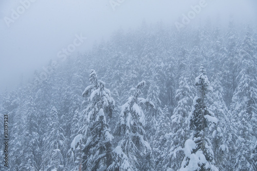 dense pine tree covered mountain top behind veil of falling snow on a cold winter day