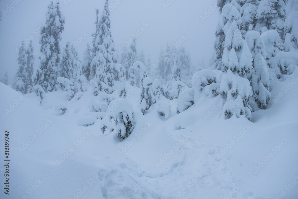 frozen landscape on the top of the mountain with pine tree forest and ground covered with thick snow