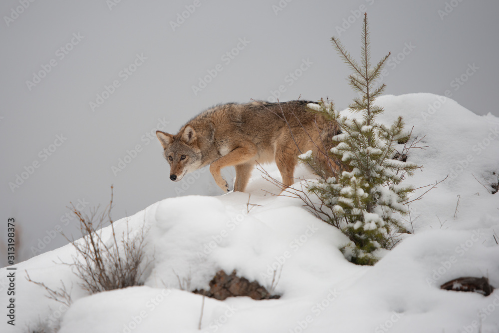 Fototapeta premium Lone Coyote on a snowy hillside