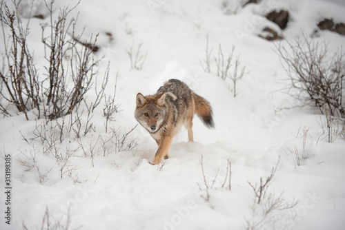 Lone Coyote on a snowy hillside © Jeannette