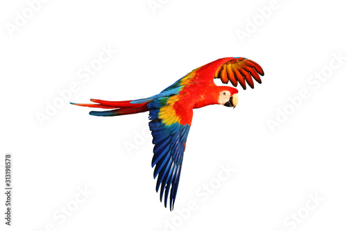 Scarlet macaw parrot isolated on white background. © Passakorn