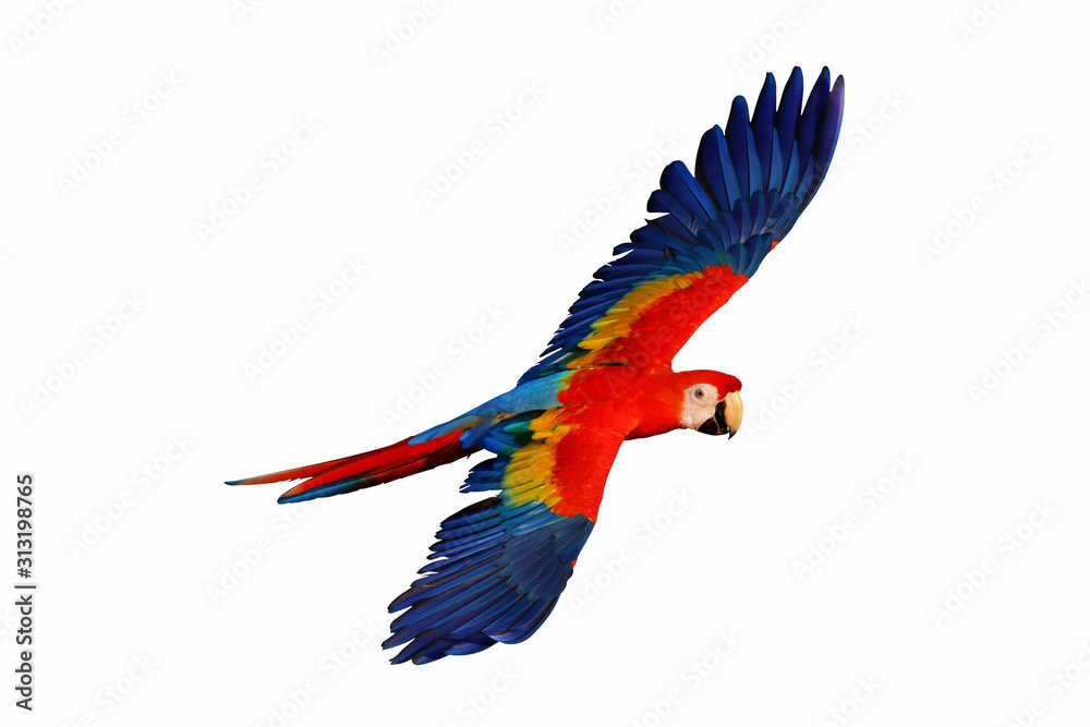 Scarlet macaw parrot isolated on white background. Stock Photo | Adobe Stock
