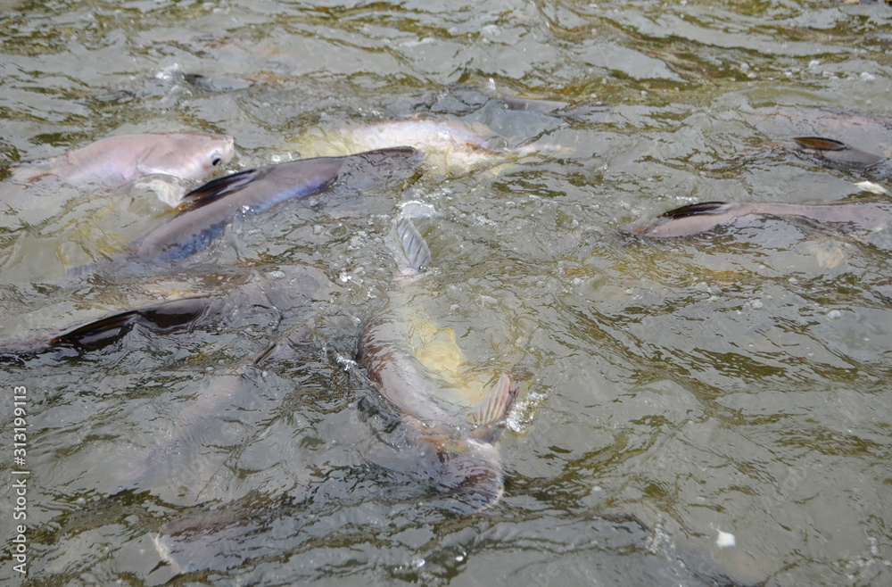 Fototapeta premium Feeding fish during a boat tour on the Chao Phraya river, Bangkok (Thailand). Big and hungry Thai carp.