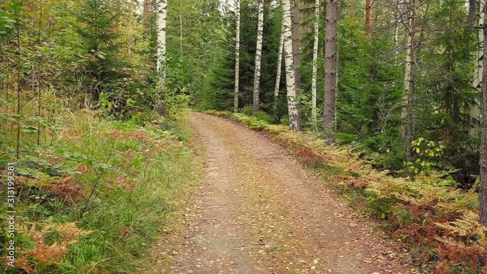 POV moving along beautiful autumn forest by country road. POV moving along beautiful autumn forest by country road.