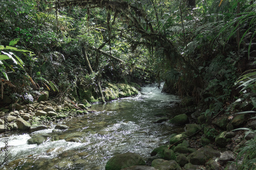 river in forest