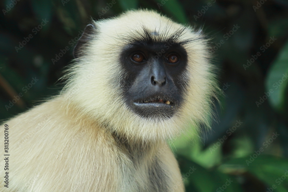 close up of a northern plains gray langur (semnopithecus entellus) in north indian forest