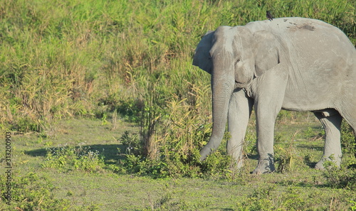 a makhna or tusk less male indian elephant (elephas maximus indicus) in kaziranga national park, assam in india photo