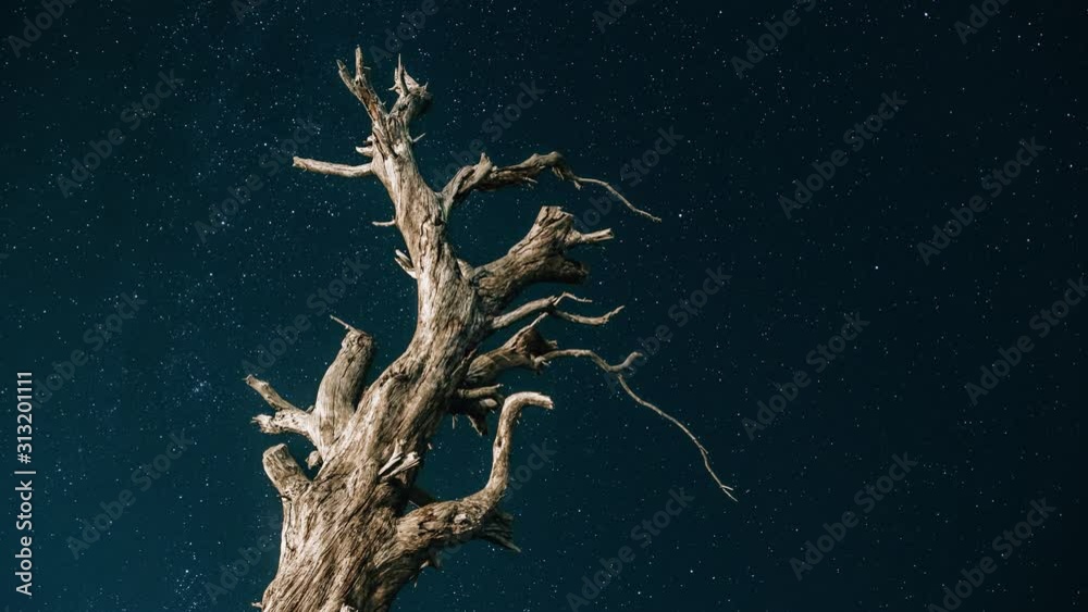 4K star time lapse with dry tree at foreground 4K star time lapse with dry tree at foreground