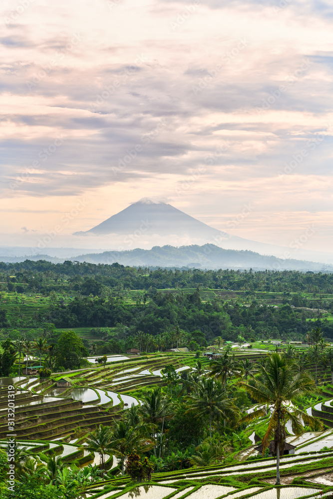 (Selective focus) Stunning view of some rice fields in the foreground and the Mount Batur in the distance during a beautiful sunrise. Jatiluwih rice terrace, Tabanan Regency, North Bali, Indonesia.