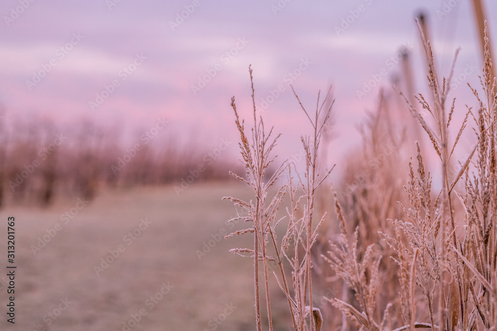 Fototapeta premium Gräser im Sonnenaufgang an einem Wintermorgen