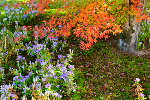 紅葉とリンドウの花 photo