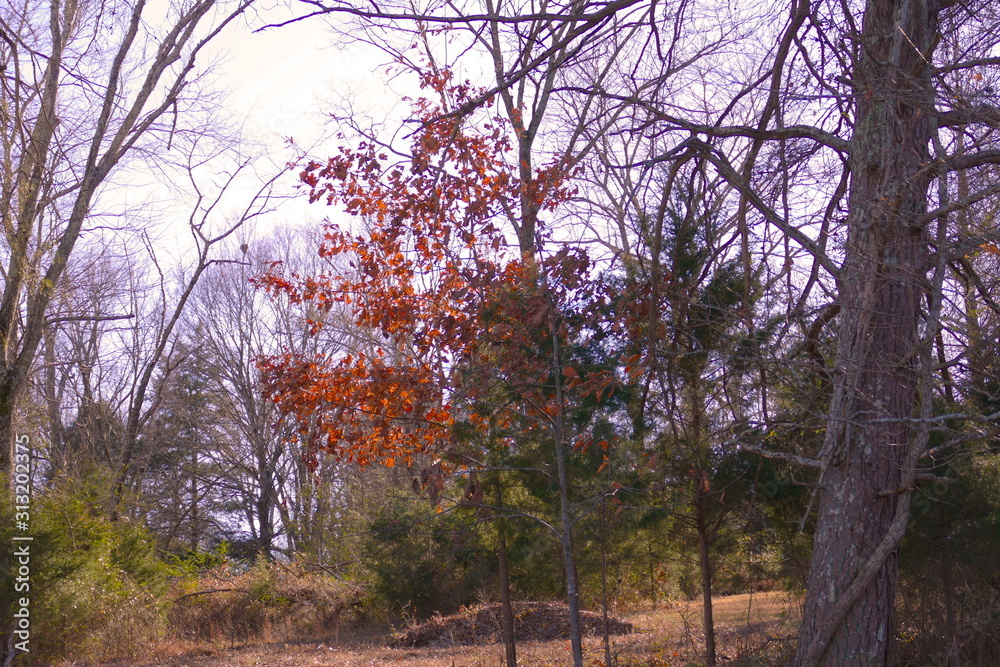 January oak and cedar