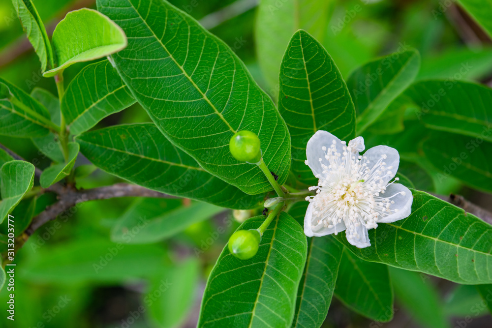 blooming guava flower and bud guava among green guava leaves blooming guava flower and bud guava among green guava leaves