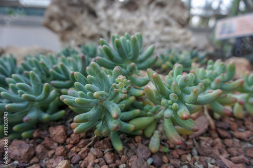 Succulent plant in the garden