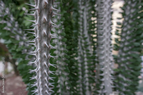 Close up of cactus in the garden