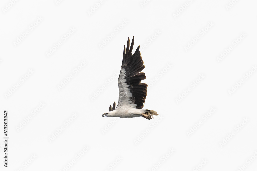 Obraz premium Scientific name :Haliaeetus leucogaster, Family :Accipitridae isolated on white background.