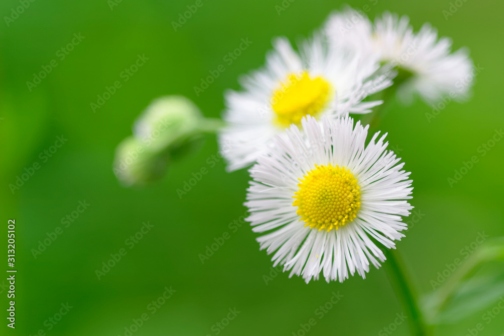 Daisy fleabane flower yellow stamen and white petal Daisy fleabane flower yellow stamen and white petal