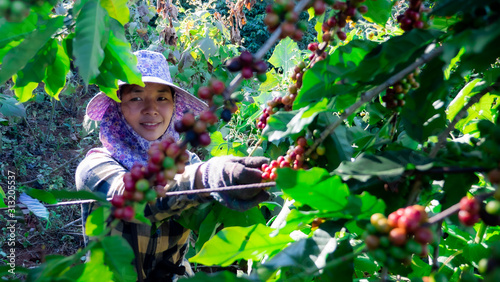 Portrait of Asia women picking coffee in the plant