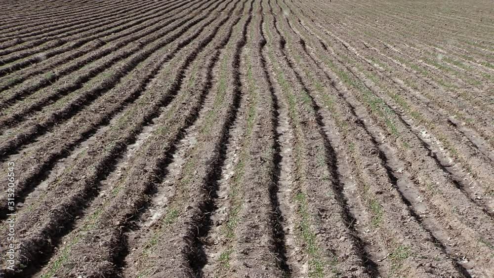 Cultivated Land In An Agriculture Field. 