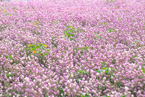 image of beautiful little cute flowers  field in pink background .sweet moment concept background for valentine  s day