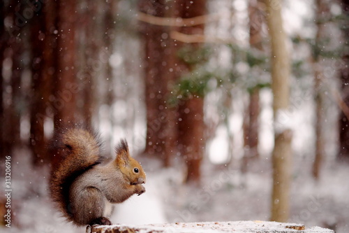 Foto 木の実を食べるエゾリス