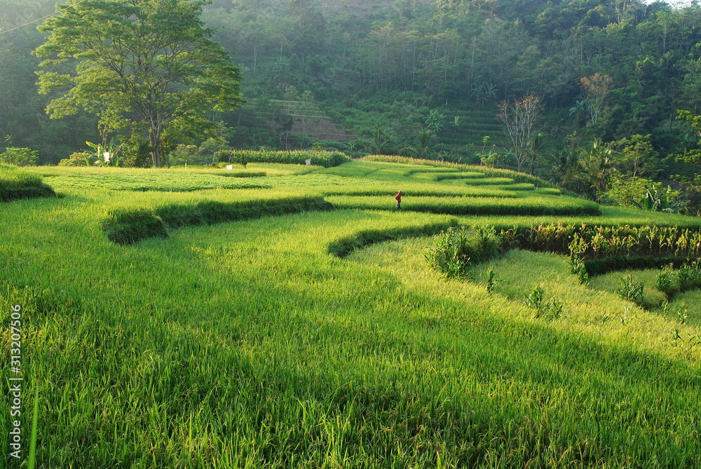 Beutiful green terracing rice field in  the morning