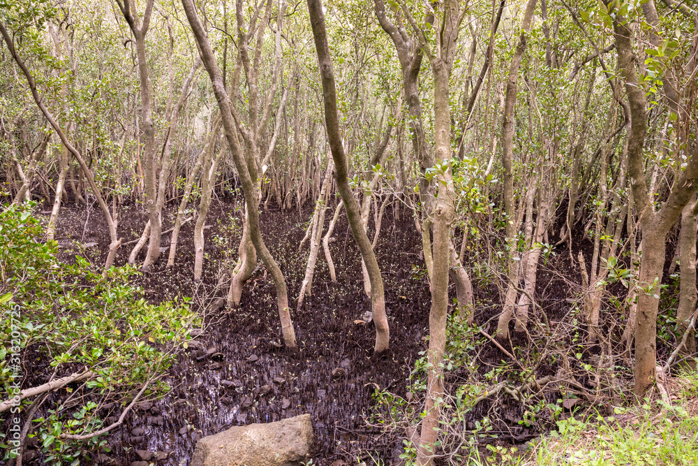 Mangroves growing on the Georges River, Sydney, Australia.