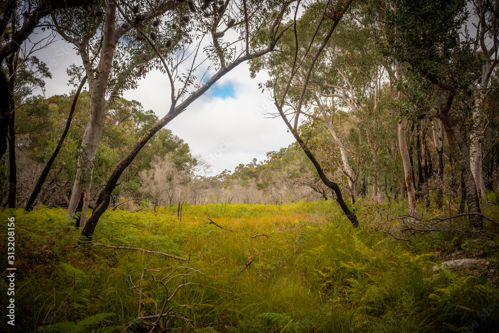 Open woodland in Sydney's winter. Open woodland in Sydney's winter.