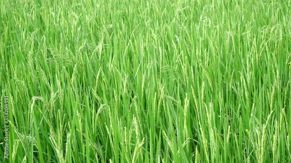 Green or young Paddy rice crop, Slow motion rice stalks swaying in the wind, rice field in thailand Green or young Paddy rice crop, Slow motion rice stalks swaying in the wind, rice field in thailand